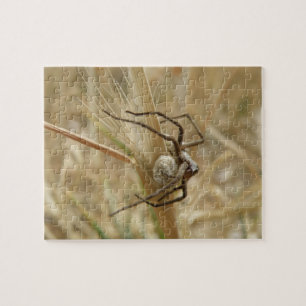 Araña y rompecabezas del huevo