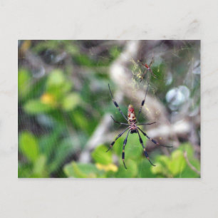 Arañas en la postal web