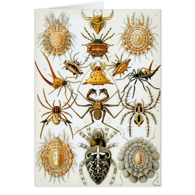Arañas o arácnidos de Ernst Haeckel (Frente)