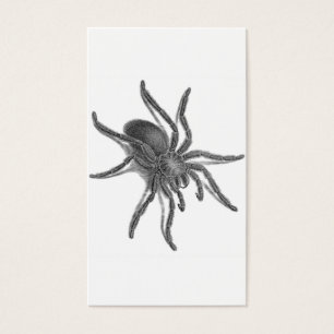 Aranea Avicularia, araña cubana negra