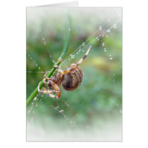 Araneus - araña del tejedor del orbe
