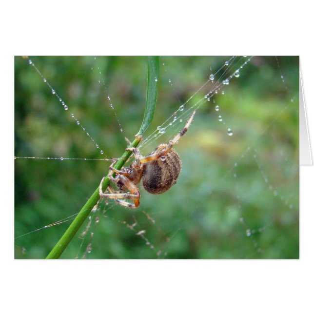 Araneus - Orb Weaver Spider (Anverso (Horizontal))