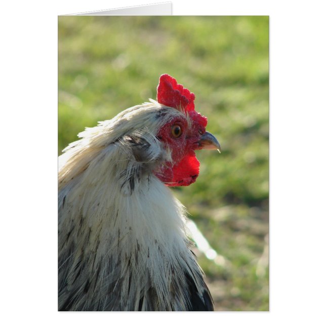 Araucana Rooster (Frente)