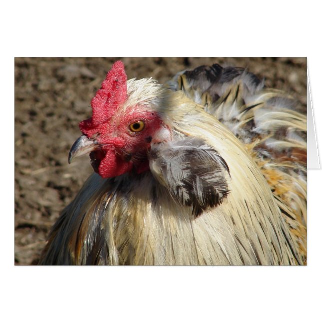 Araucana Rooster (Anverso (Horizontal))