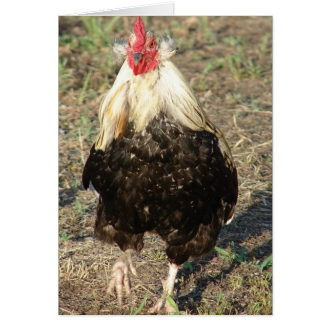 Araucana Rooster (Frente)