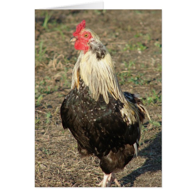Araucana Rooster (Frente)