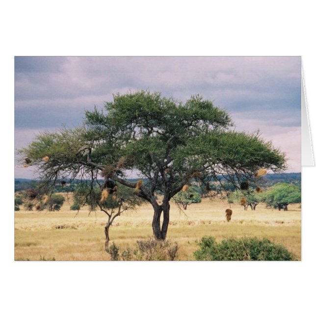 Árbol africano de la salchicha (Anverso (Horizontal))