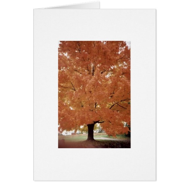 Árbol anaranjado (Frente)