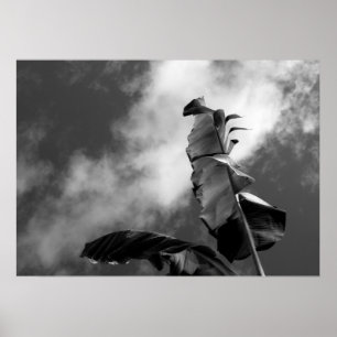 Árbol bananero deja fotografías de arte blanco y n