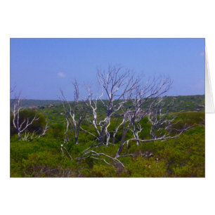 árbol blanco