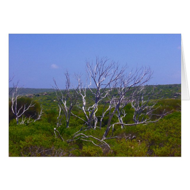 árbol blanco (Anverso (Horizontal))