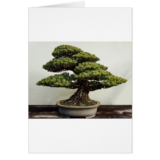 Árbol Bonsai De Pino Blanco Japonés (Frente)