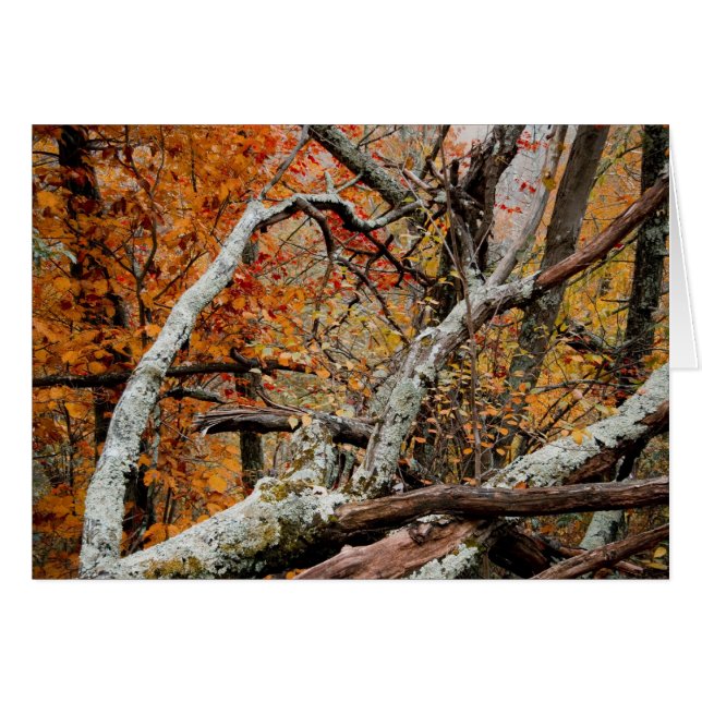 Árbol caido otoño de Shenandoah (Anverso (Horizontal))
