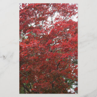 Árbol con Hojas de Otoño Rojas
