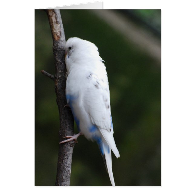 árbol de abrazo de budgie blanco (Frente)