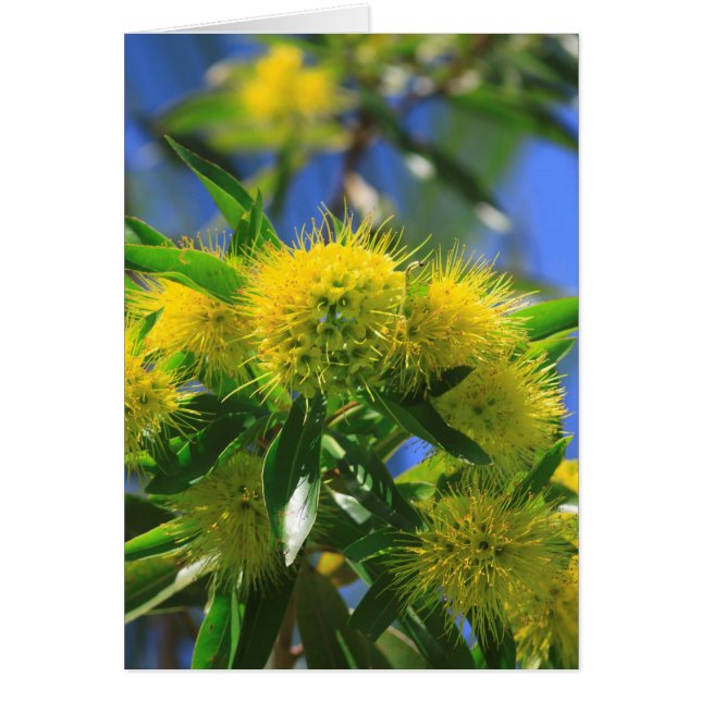 Árbol de Acacia Amarilla (Frente)