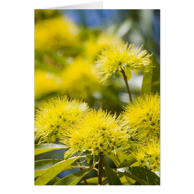 Árbol de Acacia Amarillo Brillante (Frente)