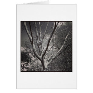 Árbol de adoración solar