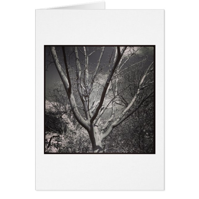 Árbol de adoración solar (Frente)