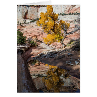 Árbol De Algodón En Colores Caídos