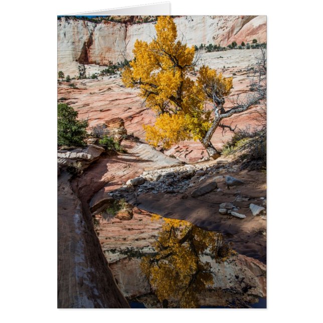Árbol De Algodón En Colores Caídos (Frente)