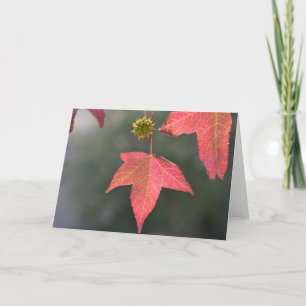 Árbol de ámbar líquido - Tarjeta de saludo en blan