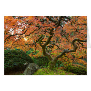 Árbol De Arce En Los Jardines Japoneses En Otoño
