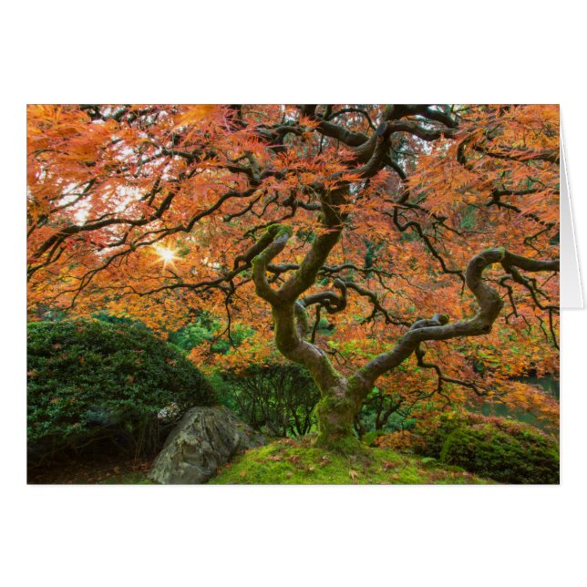 Árbol De Arce En Los Jardines Japoneses En Otoño (Anverso (Horizontal))