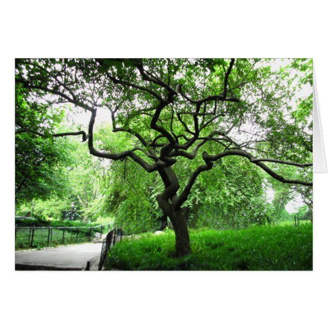 Árbol de Central Park (Anverso (Horizontal))