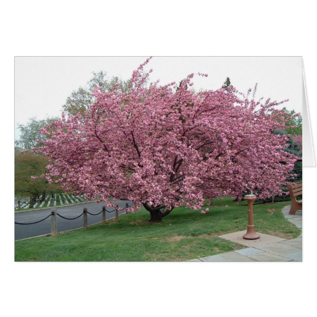 Árbol de cerezas (Anverso (Horizontal))