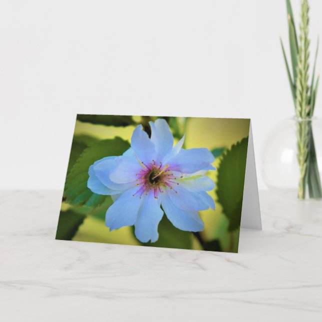 Árbol de cerezas Okame, tarjeta (Anverso)