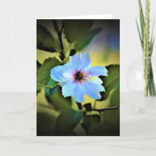 Árbol de cerezas Okame, tarjeta