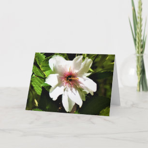 Árbol de cerezas Okame, tarjeta