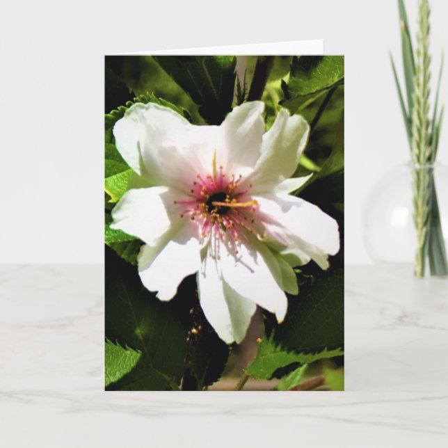 Árbol de cerezas Okame, tarjeta (Anverso)