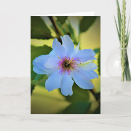 Árbol de cerezas Okame, tarjeta