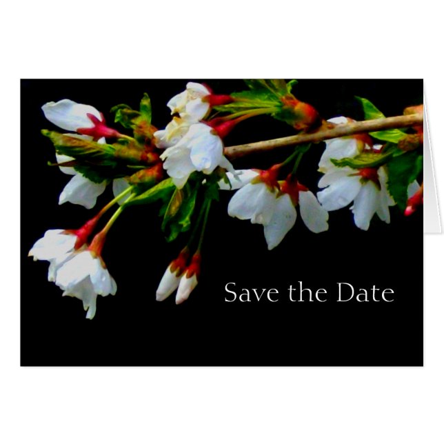 Árbol de cerezo con flores blancas, foto de flores (Anverso (Horizontal))