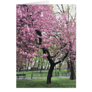 Árbol de cerezo rosa bonito NYC Nueva York