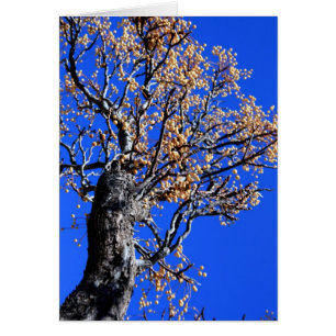 Árbol de Chinaberry