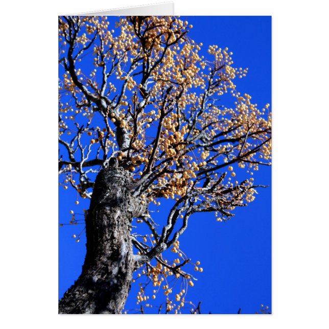 Árbol de Chinaberry (Frente)