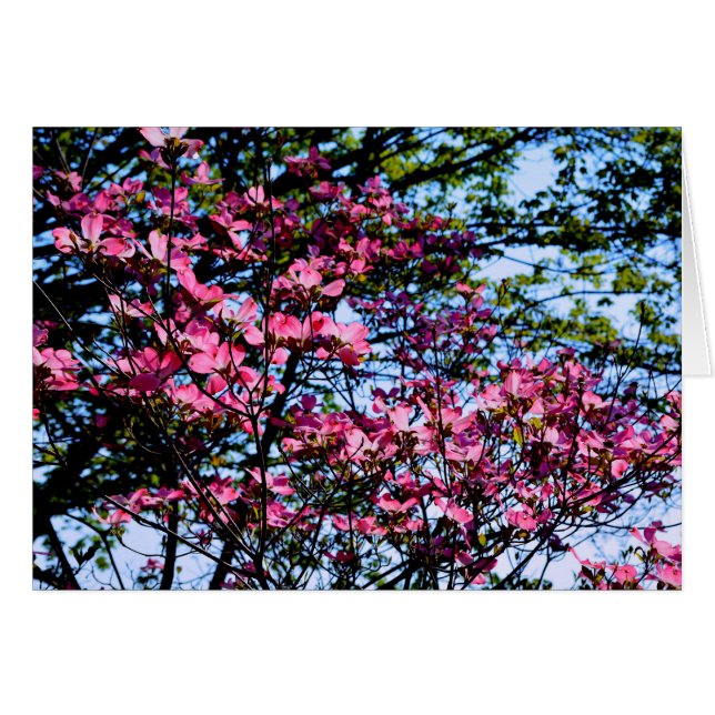 Árbol de dogwood rosa florido (Anverso (Horizontal))