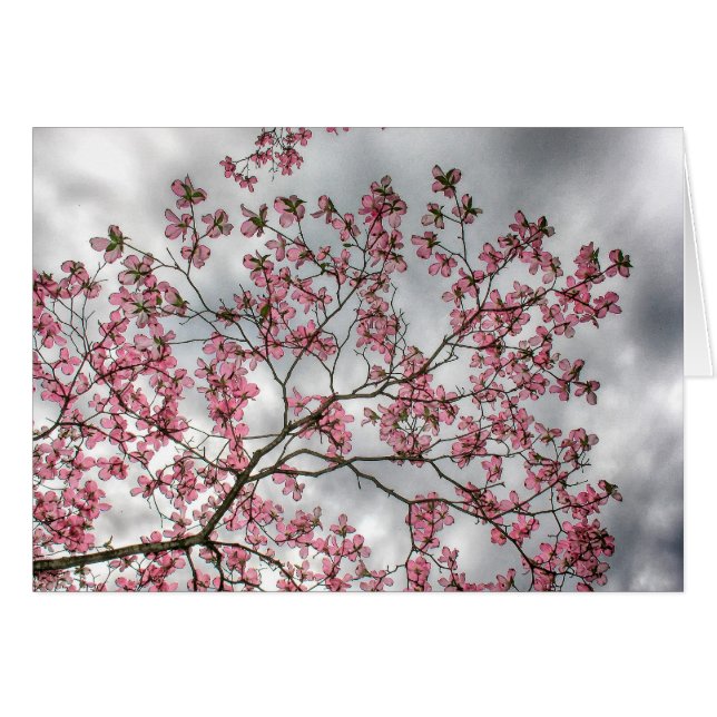 Árbol de Dogwood rosado en primavera (Anverso (Horizontal))