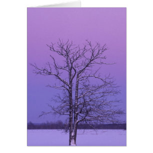 Árbol de dos troncos al amanecer; Condado de Chipp