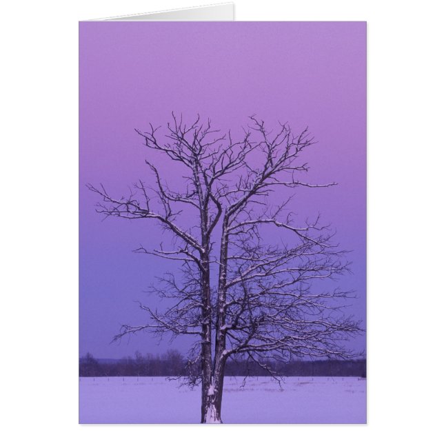 Árbol de dos troncos al amanecer; Condado de Chipp (Frente)