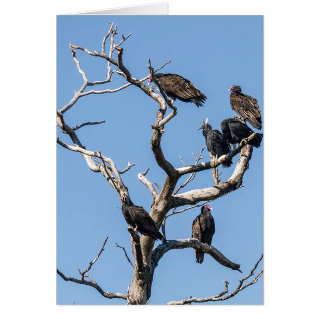 Árbol de familia vulgar (Frente)