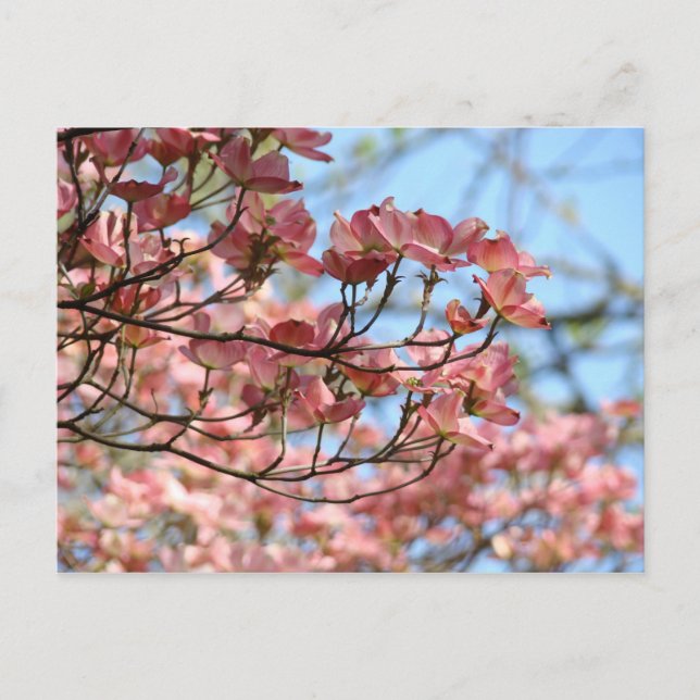 Árbol de flores de cornejo rosa Tarjeta postal Árb (Anverso)
