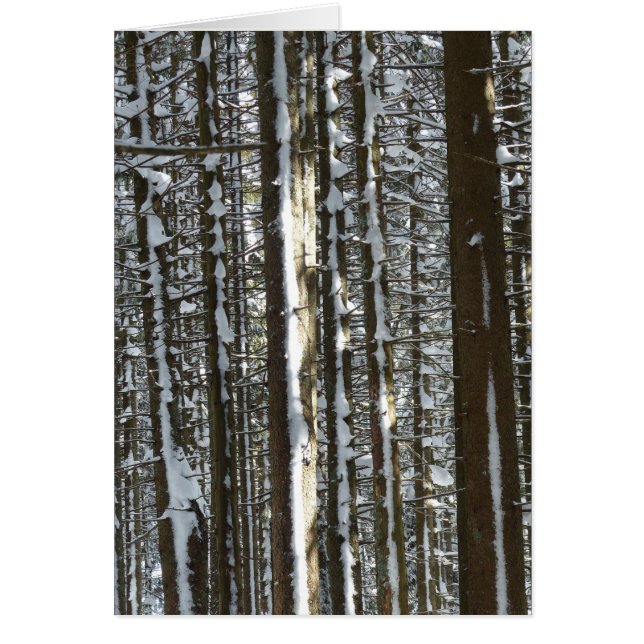 Árbol de flores de nieve (Frente)