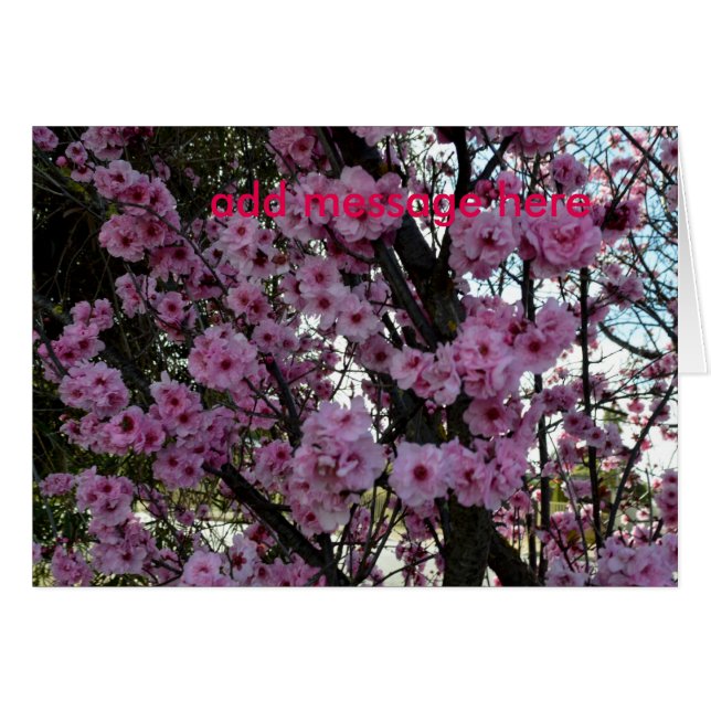 Árbol de flores de primavera rosada, (Anverso (Horizontal))