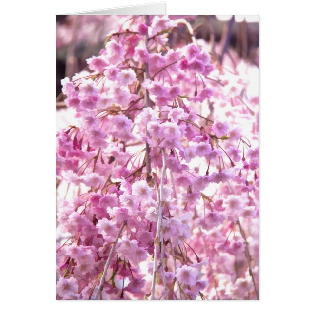 Árbol de flores silvestres rosadas de llanto pinta (Frente)