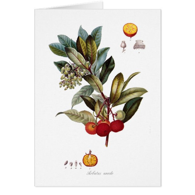 Árbol de fresa (unedo del Arbutus) (Frente)