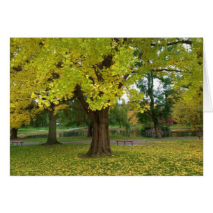 Árbol de Ginkgo amarillo en el jardín público de B